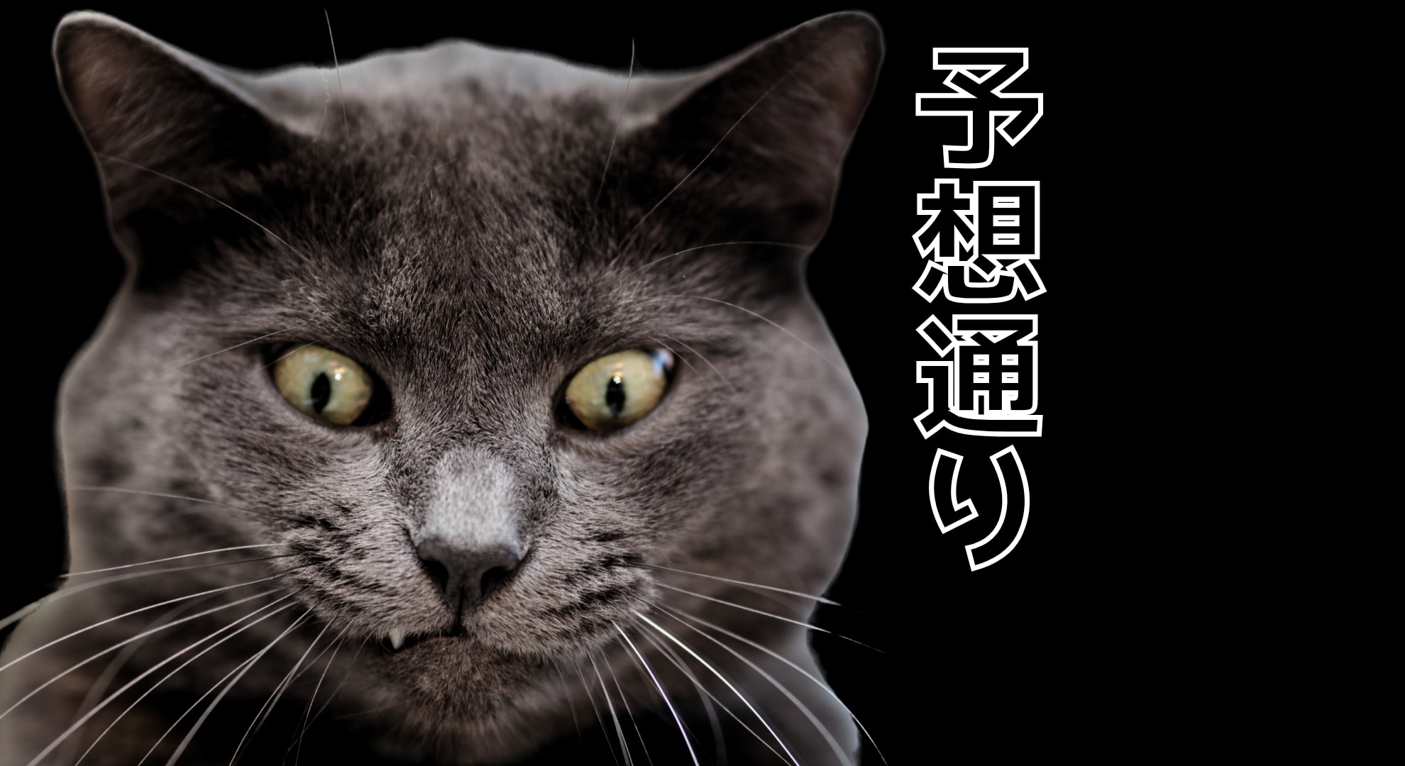 猫はそれほど好奇心旺盛ではなかった──実験で猫は「予想どおりの結果」のほうに強く反応すると判明