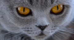 猫は研究者の予想を3回裏切った