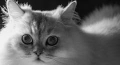 なぜ猫は「予想通り」に惹かれるのか？