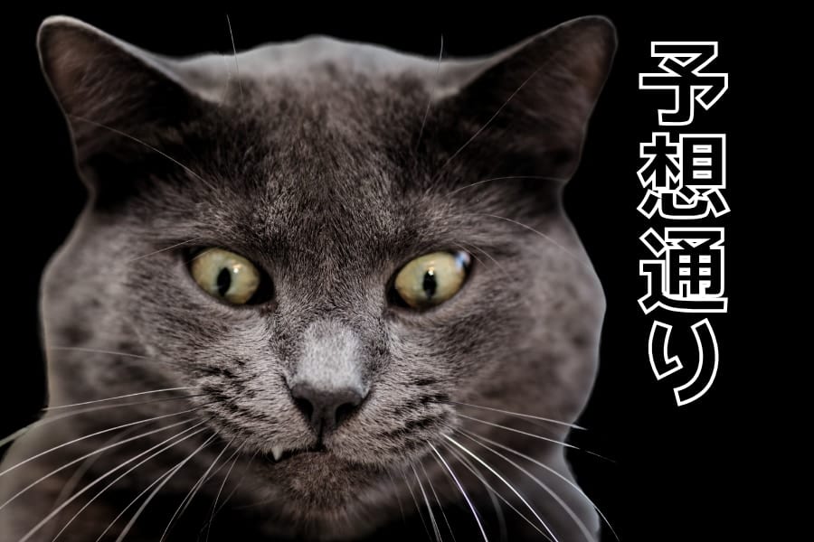 猫はそれほど好奇心旺盛ではなかった──実験で猫は「予想どおりの結果」のほうに強く反応すると判明