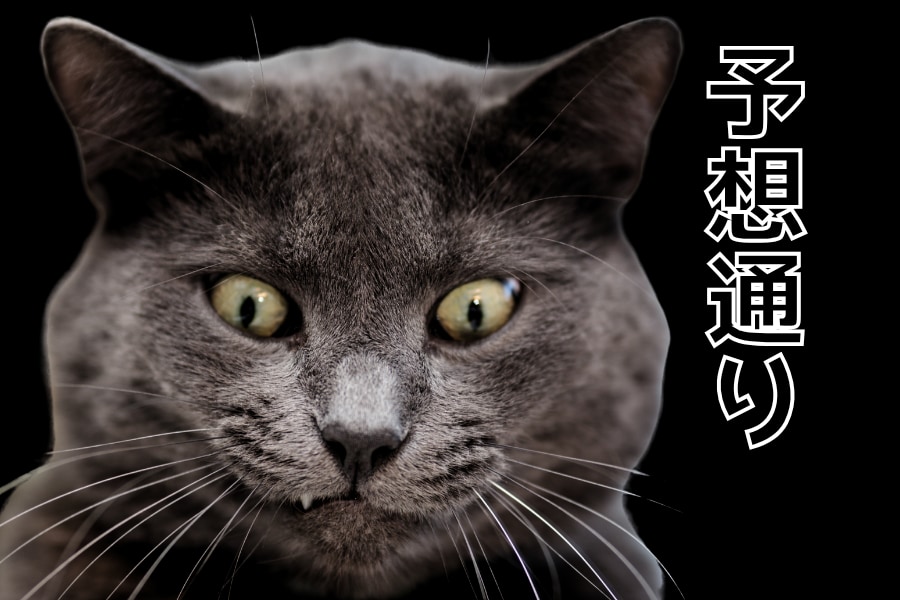猫はそれほど好奇心旺盛ではなかった──実験で猫は「予想どおりの結果」のほうに強く反応すると判明