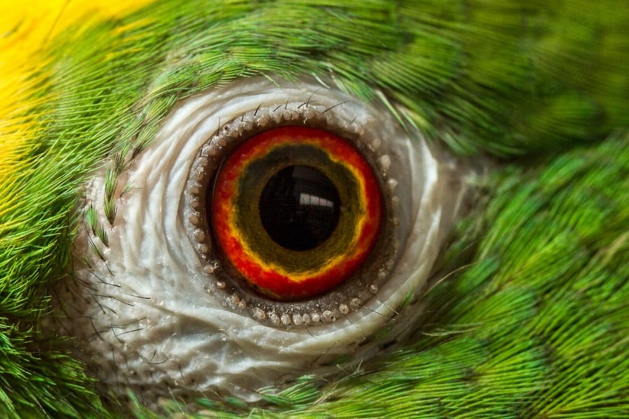 鳥の網膜は「酸素ゼロ」で動いていた——血管すら排除して何を目指したのか？