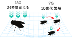 ショウジョウバエは「13G」の”超重力”に耐えるの画像 1/1