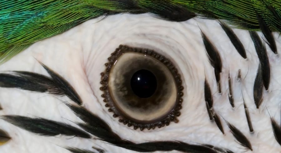 鳥の目と恐竜の目