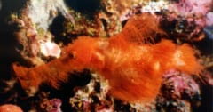 赤毛マンモスのような「新種の魚」を発見ーー研究者「スナッフルパガスそっくり」の画像 1/1