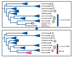 新種の巨大ウイルス「フルティヴォウイルス」を神奈川から発見の画像 4/4