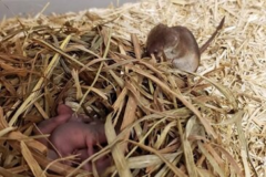 【世界初】ヒメトガリネズミの飼育下での繁殖に成功の画像 2/2