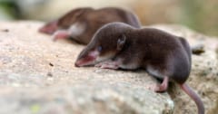 【世界初】ヒメトガリネズミの飼育下での繁殖に成功の画像 1/2