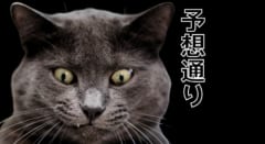 猫は予想通りが好き