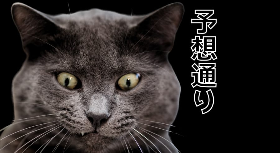 猫は予想通りが好き