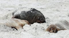 砂浜に並ぶ、奇妙な傷の死体たち