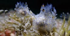 ゴマ粒のように小さな「新種ウミウシ」を発見、台湾の画像 1/3