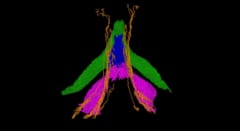 「クリトリス×粒子加速器」――先端部の神経に『5本の樹』を世界で初めて発見