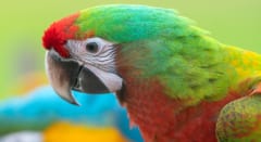 鳥の網膜は「酸素ゼロ」で動いていた——血管すら排除して何を目指したのか？の画像 6/6