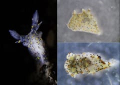 ゴマ粒のように小さな「新種ウミウシ」を発見、台湾の画像 2/3