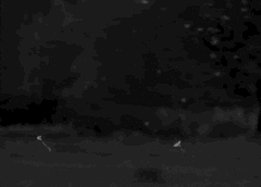 恐竜より古い「カゲロウの飛翔ダンス」の謎ーーその目的をついに解明の画像 2/2