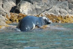観光客を避けるように「水中洞窟に隠れる」アザラシを確認の画像 2/2