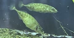 60年間”学術上”存在しなかった埼玉の「県の魚」、ついに認められるの画像 1/1