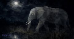 アンゴラの”幽霊ゾウ”の「意外なルーツ」が判明の画像 1/1