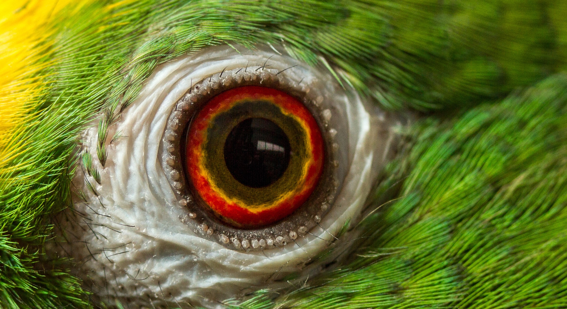 鳥の網膜は「酸素ゼロ」で動いていた——血管すら排除して何を目指したのか？