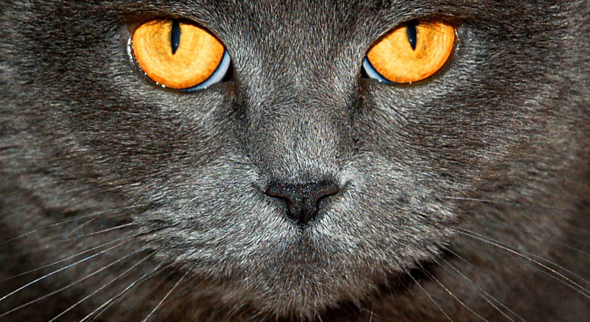 実は猫は「ルーティン」も大切にする生き物