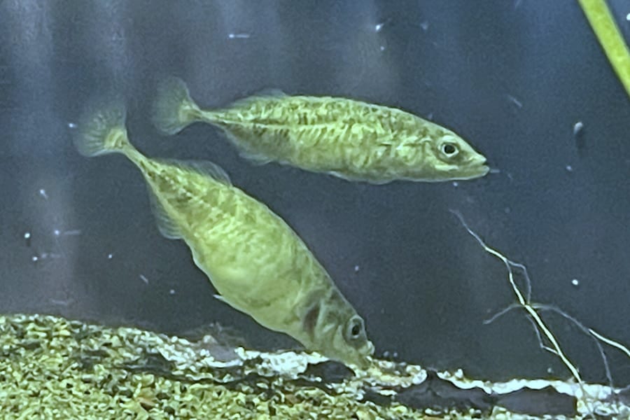 60年間”学術上”存在しなかった埼玉の「県の魚」、ついに認められる