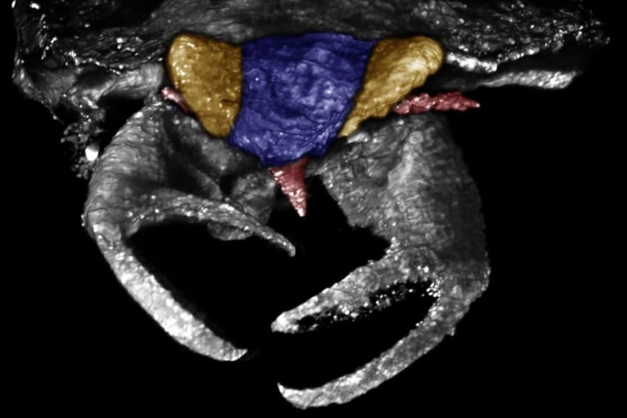 1億年前の虫は『カニのハサミ』を持っていたと判明