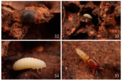 世界初、シロアリと共生する新種テントウムシを発見の画像 2/2