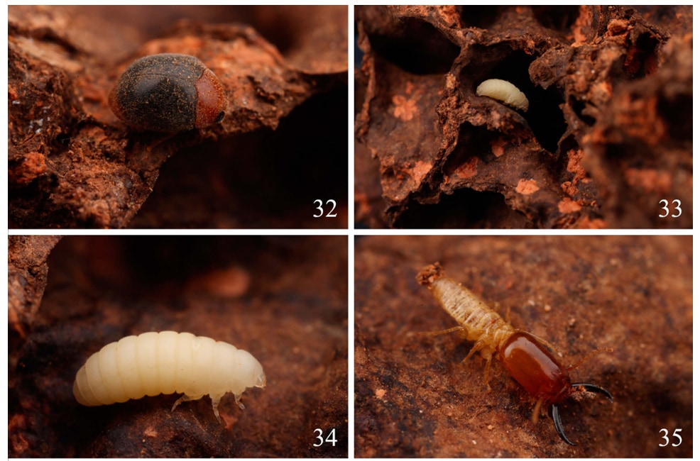 世界初、シロアリと共生する新種テントウムシを発見の画像 2/2