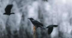 ワタリガラスは「死骸が集まる場所」を予測していたの画像 1/1