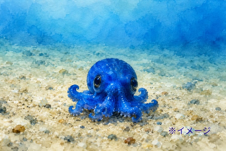 「小さな青いタコ」、ガラパゴス諸島の深海で発見される