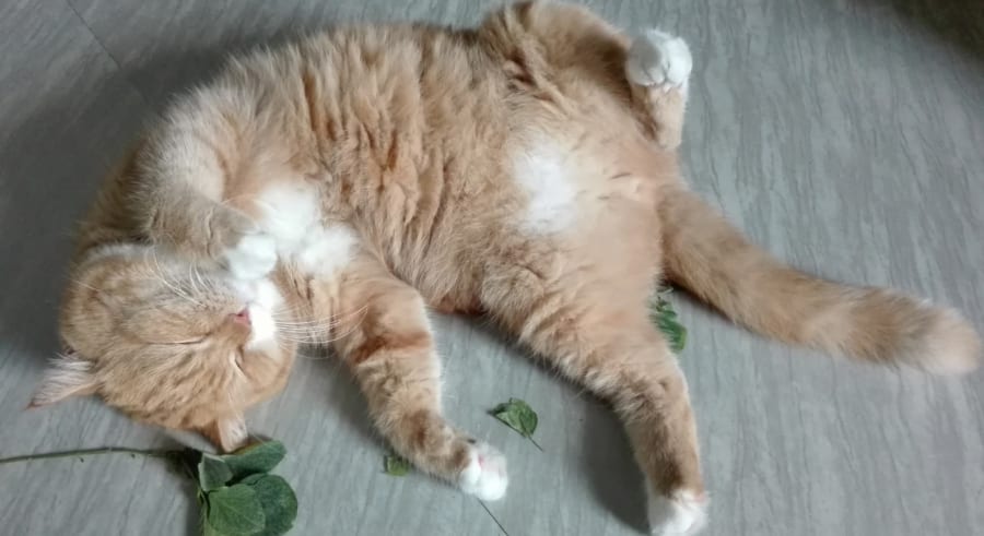 そもそも、なぜ猫はあの2つの植物に夢中になるのか？