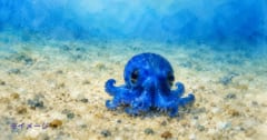 「小さな青いタコ」、ガラパゴス諸島の深海で発見されるの画像 1/1