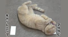 猫はキャットニップよりマタタビ派だった――成分170倍のキャットニップが完敗