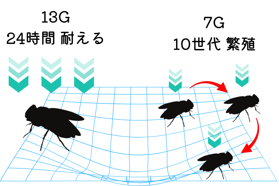 ショウジョウバエは「13G」の”超重力”に耐える
