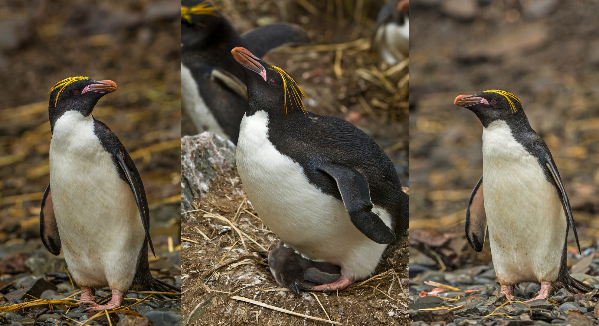 謎の筋肉はペンギンの左右に揺れる歩きを支えていた