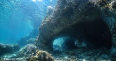 観光客を避けるように「水中洞窟に隠れる」アザラシを確認の画像 1/2