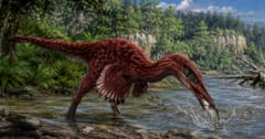 7000万年前にいた「新種のラプトル型恐竜」を発見ーーサギのような魚を狩る食性かの画像 1/1