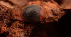 世界初、シロアリと共生する新種テントウムシを発見の画像 1/2