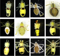 ヒマラヤで新種”笑顔のクモ”が発見される【閲覧注意】の画像 3/3