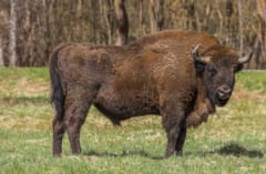 オオカミの群れが「森の王・バイソンの子」を襲撃ーー怒れる成獣らが返り討ちにの画像 2/2