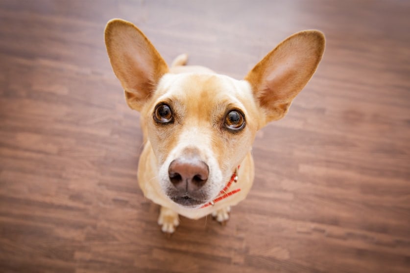 犬は飼い主の「声のトーン」だけで意図を理解できる
