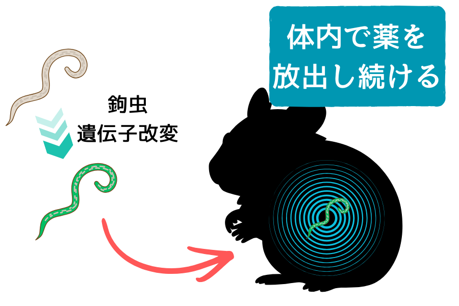 宿主の体内で寄生虫が抗体を分泌――“生きた薬工場”への改変に成功