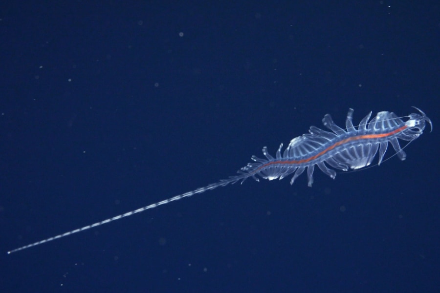 「新種の深海生物」31種をブラジル沖で発見