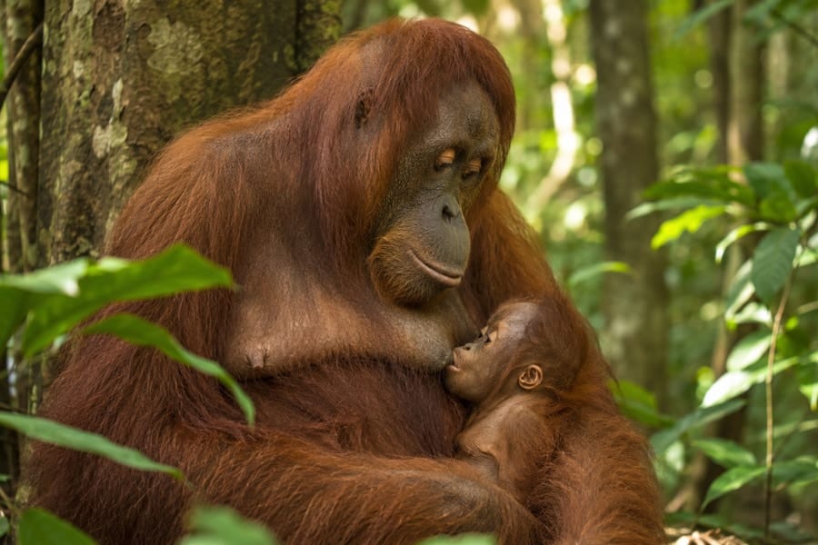 オランウータンは「6歳半まで」母乳を飲むと判明ーー哺乳類で最長か