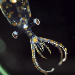 「新種の深海生物」31種をブラジル沖で発見の画像 5/5