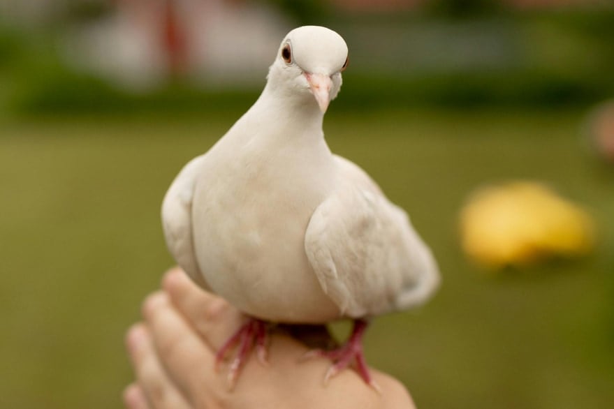 44歳まで生きた「世界最高齢ハト」、飼い主は”息子のようだった”と語る