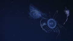 「新種の深海生物」31種をブラジル沖で発見の画像 2/5