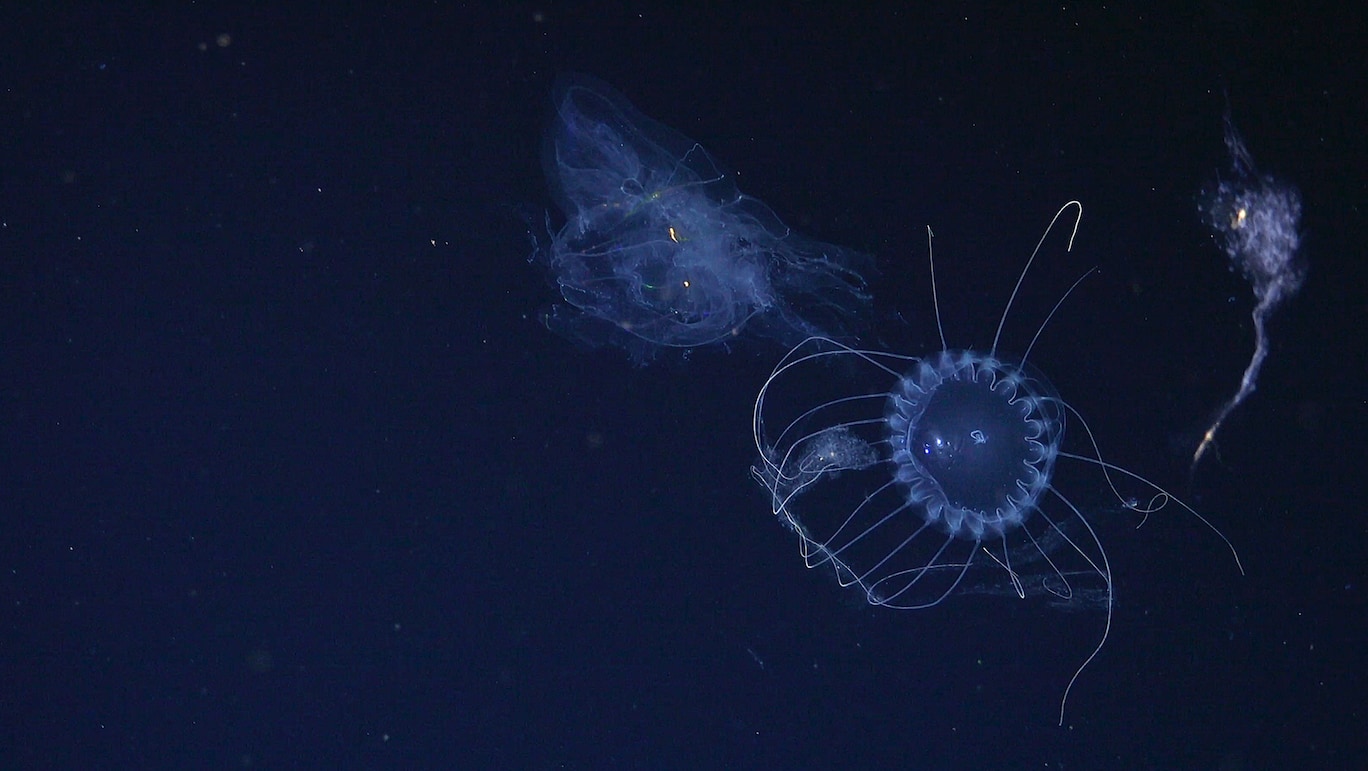 「新種の深海生物」31種をブラジル沖で発見の画像 2/5