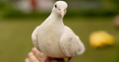 44歳まで生きた「世界最高齢ハト」、飼い主は”息子のようだった”と語るの画像 1/1